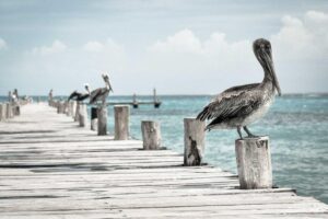 Read more about the article Manage multiple Divi sites efficiently